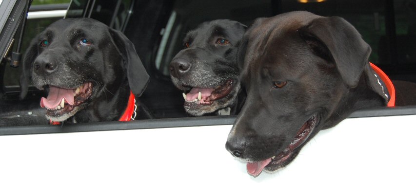 Violetarojo's critters, Radio R.I.P. Satellite & Valentino all black labs.